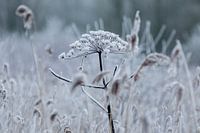 Frozen hogweed