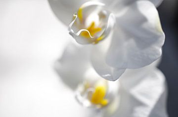 Orchidee macro van Robby Stifter