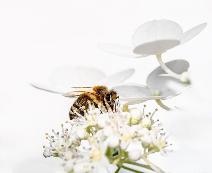 Macro of a bee on a hydrangea flower by ManfredFotos