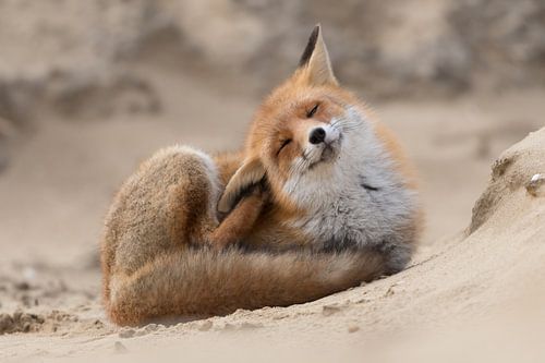 Het jeukt al dat zand in zijn oor!