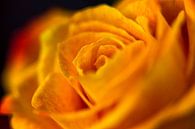 Orange Rose in Nahaufnahme von 2BHAPPY4EVER photography & art Miniaturansicht