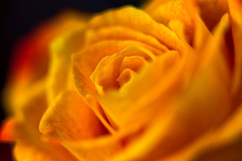 Orange Rose in Nahaufnahme von 2BHAPPY4EVER photography & art