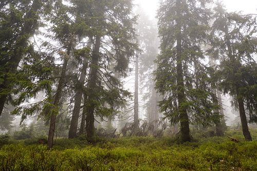 Forêt d'épicéas de montagne dans la brume sur Holger W. Spieker