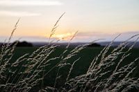 Zonsondergang met geel gras op het platteland bij Canterbury in de United-Kingdom