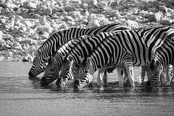 Zebra's bij de waterpoel in Namibië van Roland Brack