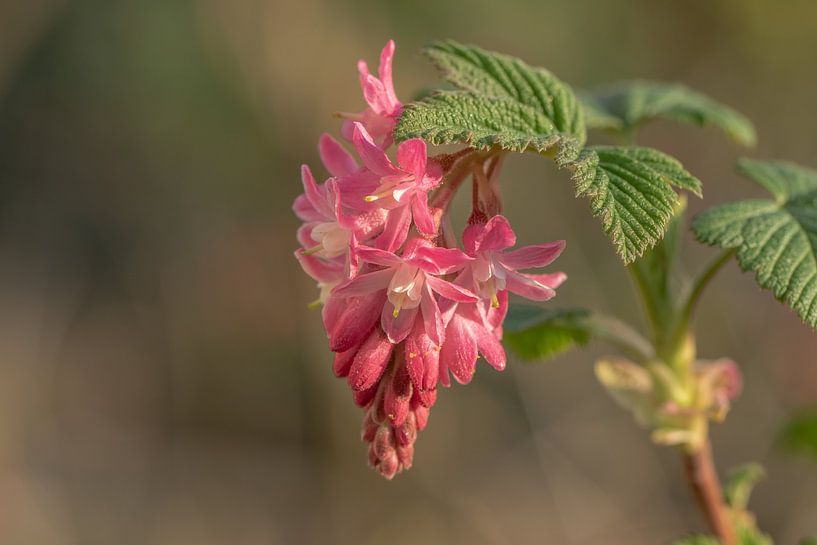 Ornamental Trumpet Berry, Red Ribes (sanguineum) by Tanja van Beuningen