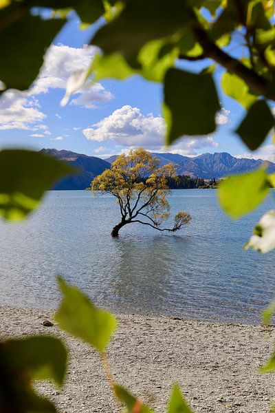 Wanaka Tree: Perfect Depth of Field with Natural Foreground by Be More Outdoor