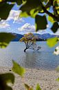 Wanaka Tree: Perfect Depth of Field with Natural Foreground by Be More Outdoor thumbnail