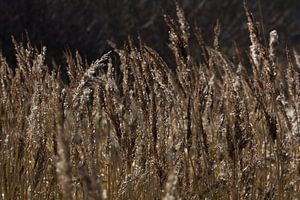 Diamanten in der Natur