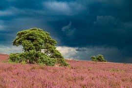 Blühende Heidekrautpflanzen in der Heidelandschaft im Sommer von Sjoerd van der Wal Fotografie