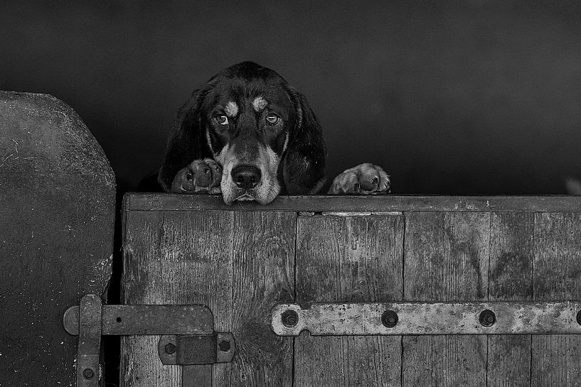 Kerry beagle looks over the edge of the barn by Caroline van der Vecht