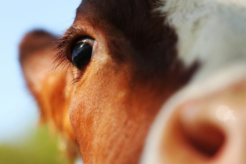 close-up van de kop van een koe met de scherpte op het oog by Paul Wendels