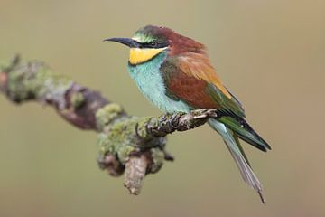 Europese Bijeneter (Merops apiaster) van Ronald Pol