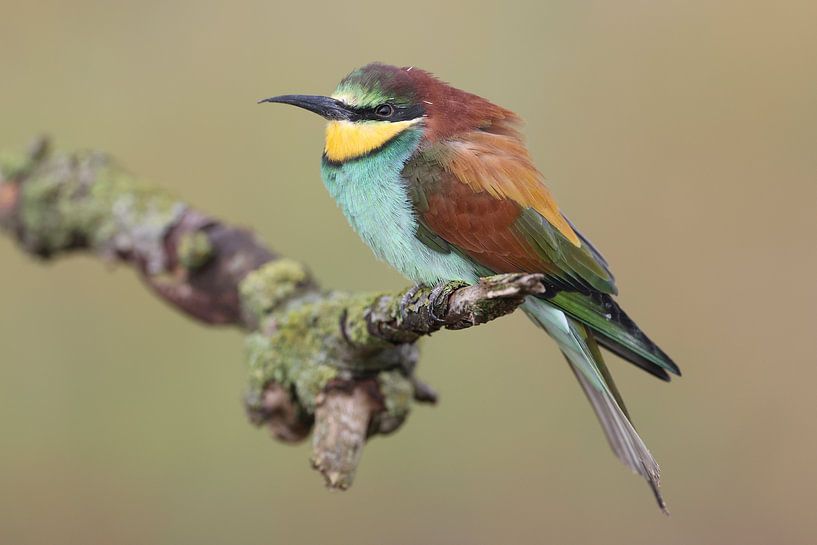 Europäischer Bienenfresser (Merops apiaster) von Ronald Pol