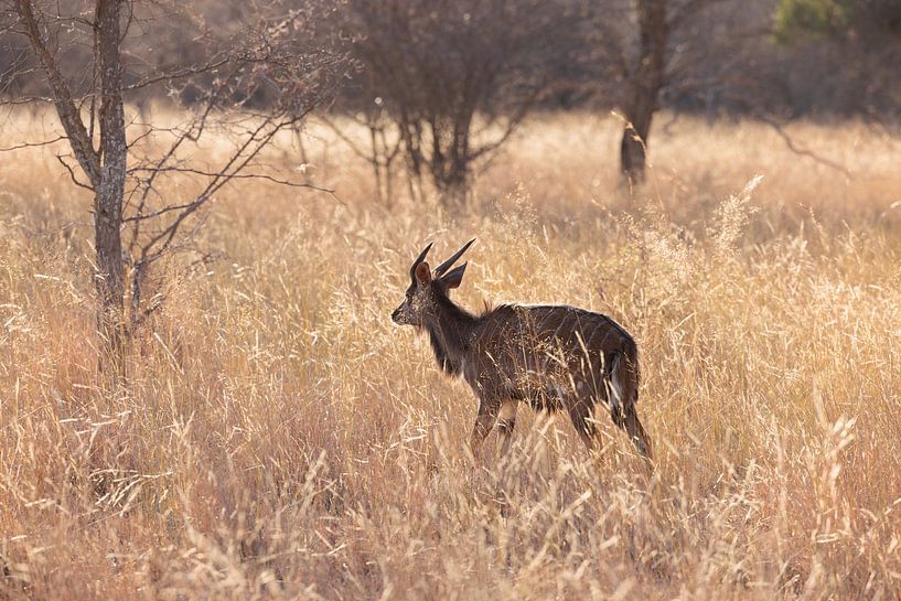 Nyala dans la brousse par Willemke de Bruin