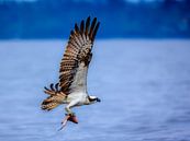 Jagd auf Fischadler von Photo Henk van Dijk Miniaturansicht