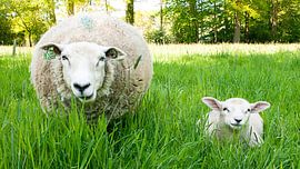 Lamm von Liv ter Riet