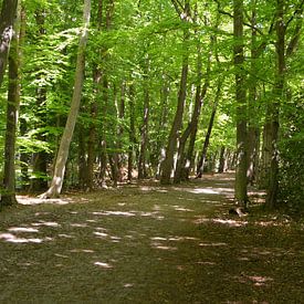 Pad met bomen met jonge lichtgroene bladeren in het bos van Gerrit Pluister