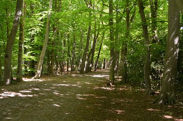 Chemin avec des arbres aux jeunes feuilles vert clair dans la forêt sur Gerrit Pluister
