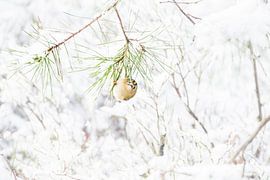 Goldcrest by Danny Slijfer Natuurfotografie