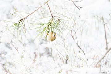 Goudhaan van Danny Slijfer Natuurfotografie