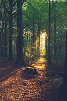 Light in the forest