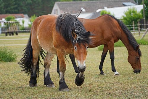 Trakehner Feldmeyer en Rijnlands Duitse Koudbloed Enzo