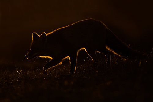 Beautiful light