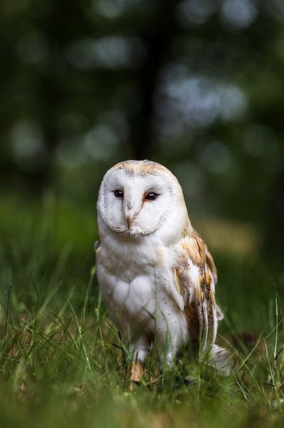 Majestic Owl by Hello Pompoyo