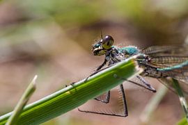 Waterjuffer von Stefan Wapstra