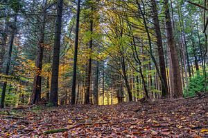 Herbstwald