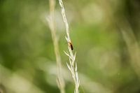 Macro
