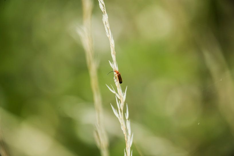 Macro von José Janssen