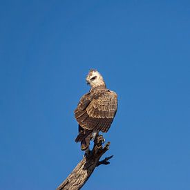Raptor in the Kruger Park, South Africa by Just Go Global