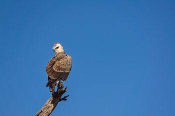 Raptor dans le parc Kruger, Afrique du Sud