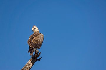 Roofvogel in het Krugerpark, Zuid-Afrika van Just Go Global