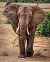 Elephant with twig in Tsavo East Kenya by Marjolein van Middelkoop thumbnail