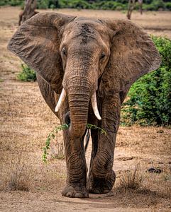 Prachtige Olifant in Tsavo East Kenia van Marjolein van Middelkoop