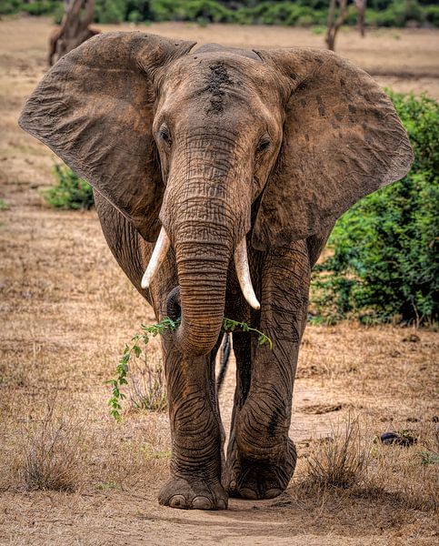 Elephant with twig in Tsavo East Kenya by Marjolein van Middelkoop