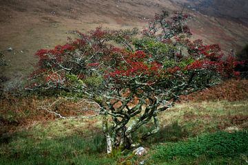 Meidoorn op het Ierse platteland van Bo Scheeringa Photography