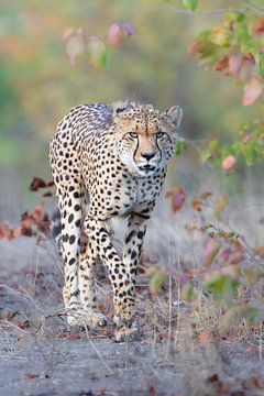 Cheetah in de herfst