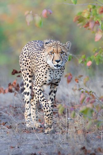 Cheetah in autumn