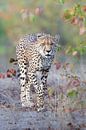 Cheetah in de herfst van Sharing Wildlife thumbnail