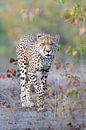 Le guépard en automne par Sharing Wildlife Aperçu