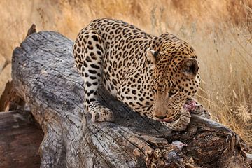 Leopard feeding by Thomas Marx