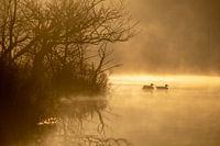 Ducks in the fen at Oisterwijk