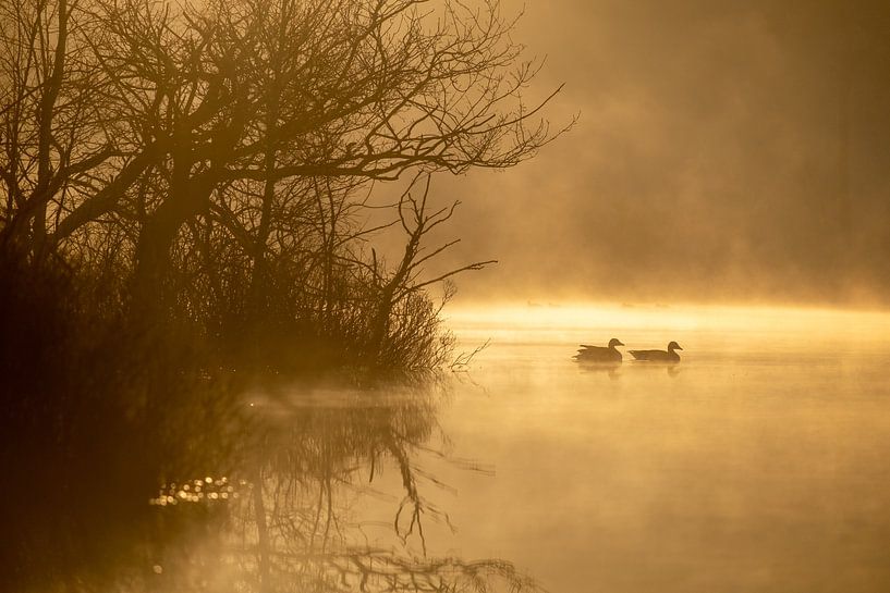 Ducks in the fen at Oisterwijk by Johannes Nouwens