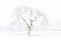 L'arbre d'hiver par Ingrid Van Damme fotografie Aperçu