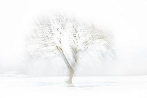 Winterbaum von Ingrid Van Damme fotografie