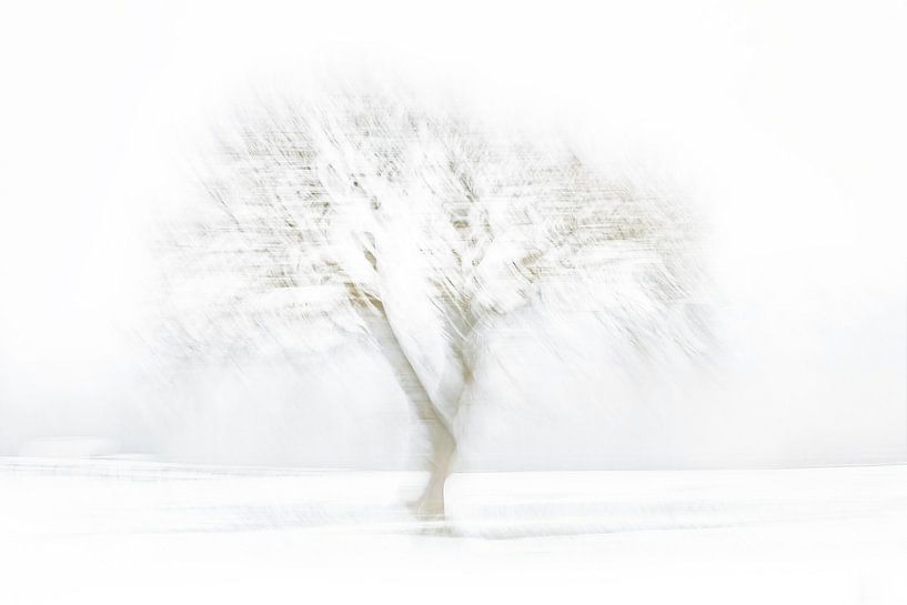 L'arbre d'hiver par Ingrid Van Damme fotografie